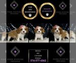 Small Cavalier King Charles Spaniel