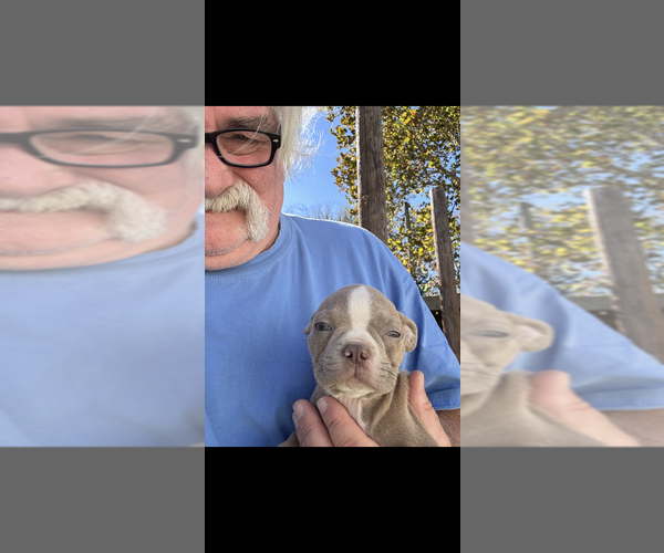 Medium Photo #1 Boston Terrier Puppy For Sale in ATWOOD, OK, USA