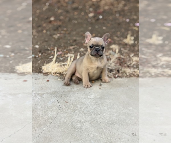 Medium Photo #1 French Bulldog Puppy For Sale in PITTSBURG, CA, USA