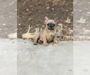 French Bulldog Puppy for sale in PITTSBURG, CA, USA
