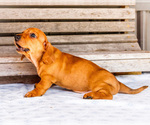 Small Photo #49 Dachshund Puppy For Sale in WAKARUSA, IN, USA