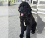 Small #13 Newfoundland