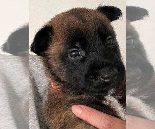 Medium Photo #1 Mutt Puppy For Sale in Lake Forest, CA, USA