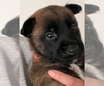 Small Mutt