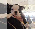 Small Photo #1 Boston Terrier Puppy For Sale in APPLE VALLEY, UT, USA
