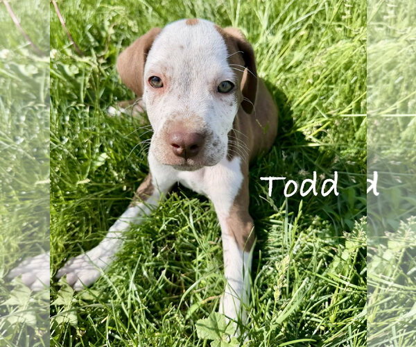 Medium Photo #1 Coonhound-Unknown Mix Puppy For Sale in Des Moines, IA, USA