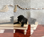 Puppy 4 Poodle (Miniature)-Sheepadoodle Mix