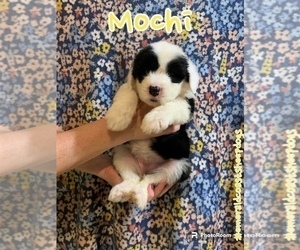 Old English Sheepdog Puppy for sale in CENTURY, FL, USA