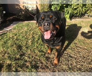 Mother of the Rottweiler puppies born on 04/08/2022