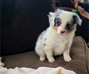 Miniature Australian Shepherd Puppy for sale in PRYOR, OK, USA