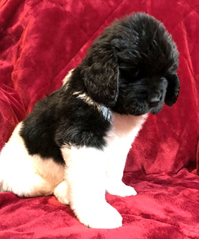 Medium Photo #1 Newfoundland Puppy For Sale in SOLSBERRY, IN, USA
