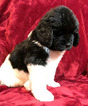 Small Photo #1 Newfoundland Puppy For Sale in SOLSBERRY, IN, USA