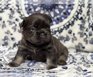 French Bulldog Puppy for sale in NEWTON, NJ, USA