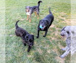 Small #5 Poodle (Standard) Mix