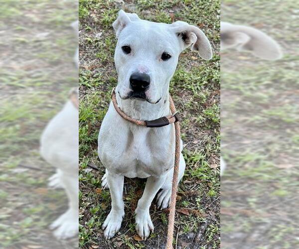 Medium Photo #2 American Bulldog Puppy For Sale in Fort Lauderdale, FL, USA