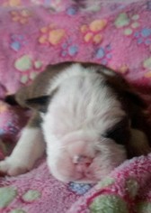 Bulldog Puppy for sale in MARION, VA, USA
