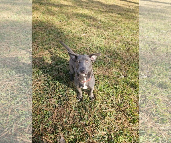 Medium Photo #7 Basschshund Puppy For Sale in Wakefield, RI, USA