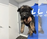 Puppy 6 German Shepherd Dog