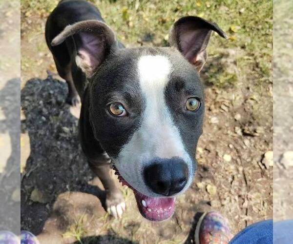 Medium Photo #2 American Pit Bull Terrier-Unknown Mix Puppy For Sale in Anniston, AL, USA