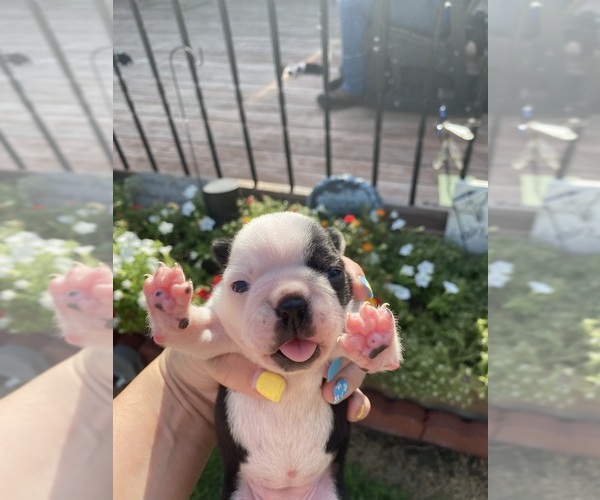 Medium Photo #4 Boston Terrier Puppy For Sale in FREDONIA, KS, USA