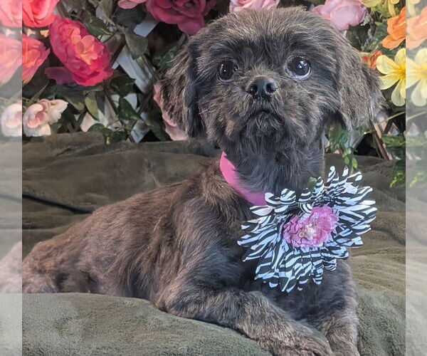 Medium Photo #2 Shih Tzu Puppy For Sale in Bon Carbo, CO, USA