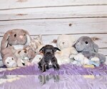 Small Photo #29 Chihuahua Puppy For Sale in CHARLESTON, AR, USA