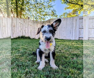 Mutt Dogs for adoption in Sandy, UT, USA