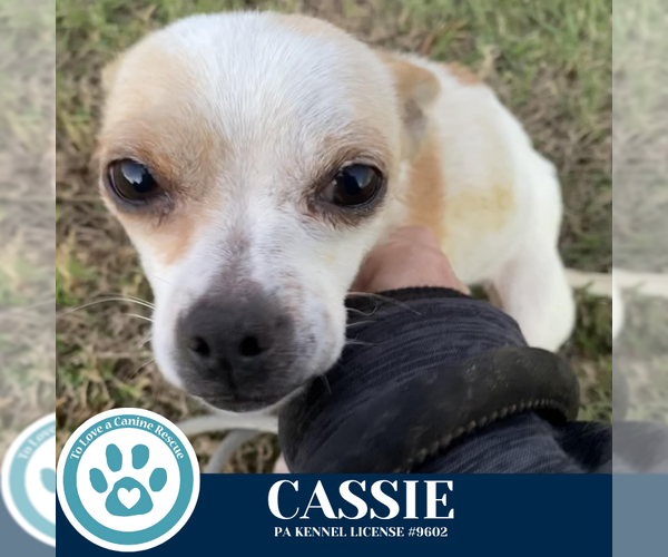 Medium Photo #2 Chihuahua-Unknown Mix Puppy For Sale in Kimberton, PA, USA