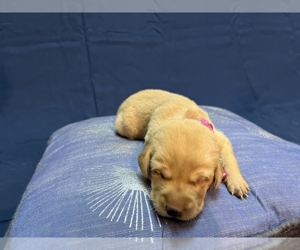 Medium Photo #31 Labrador Retriever Puppy For Sale in BARTLETT, IL, USA