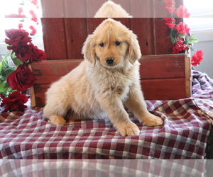 Golden Retriever Puppy for sale in SHILOH, OH, USA
