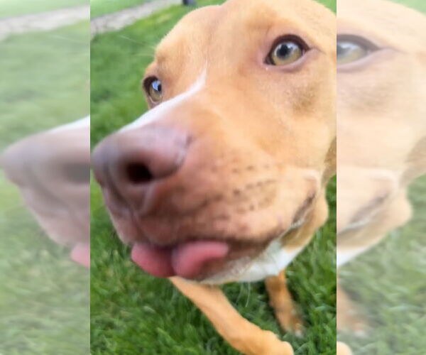 Medium Photo #5 American Pit Bull Terrier Puppy For Sale in La Porte, IN, USA
