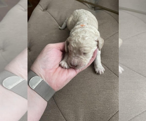 Medium Photo #1 F2 Aussiedoodle-Goldendoodle Mix Puppy For Sale in JESUP, GA, USA