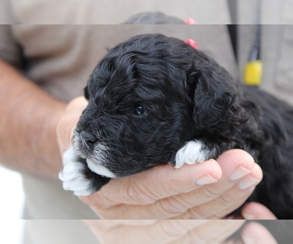 Full screen Photo #1 Aussie-Poo-Poodle (Toy) Mix Puppy For Sale in PORT CHARLOTTE, FL, USA