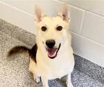 Small #2 German Shepherd Dog