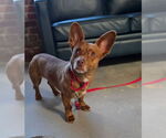 Small #3 Chihuahua