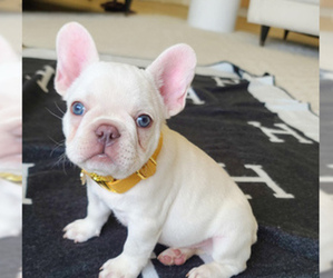 French Bulldog Puppy for sale in KANSAS CITY, MO, USA