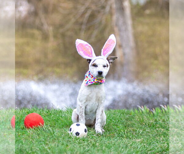 Medium Photo #10 Mutt Puppy For Sale in Unionville, PA, USA