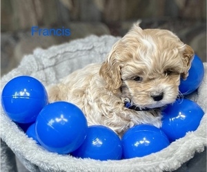 Poodle (Miniature)-ShihPoo Mix Puppy for sale in CRAWFORDSVLLE, IA, USA