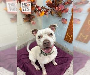 American Bulldog Dogs for adoption in Brighton, CO, USA