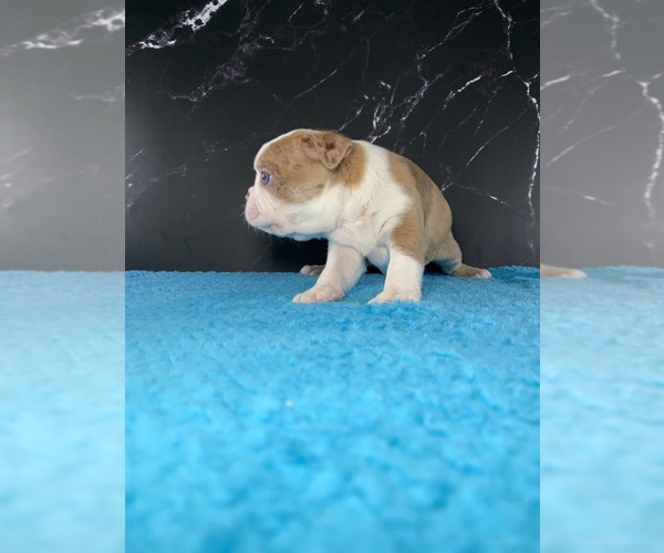 Medium Photo #12 Boston Terrier Puppy For Sale in TULARE, CA, USA