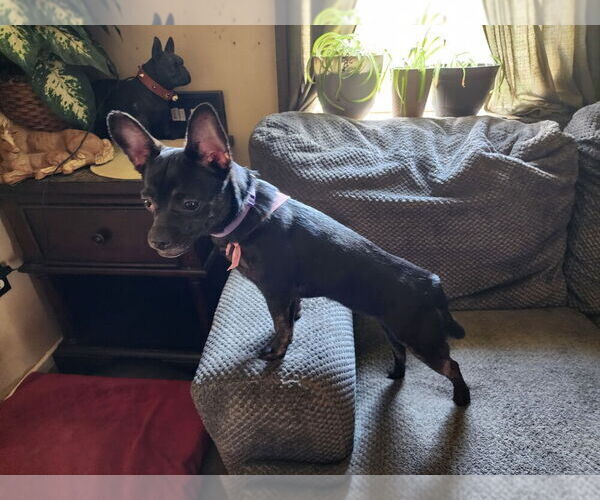 Medium Photo #61 French Bullhuahua Puppy For Sale in SPRAGGS, PA, USA