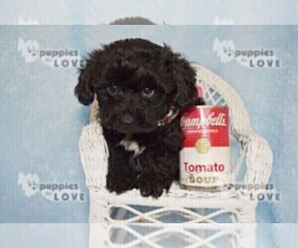 Medium Photo #5 YorkiePoo Puppy For Sale in SANGER, TX, USA