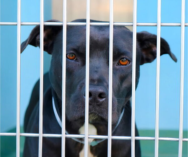 Medium Photo #2 Mutt Puppy For Sale in Pasadena, CA, USA