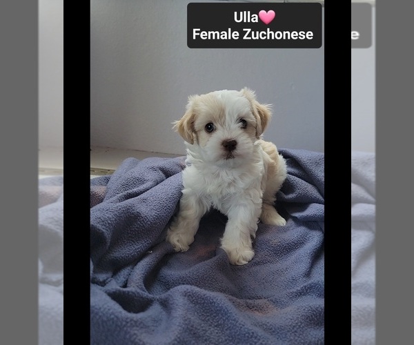 Medium Photo #3 Havanese-Zuchon Mix Puppy For Sale in TUCSON, AZ, USA