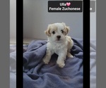 Small #2 Havanese-Zuchon Mix