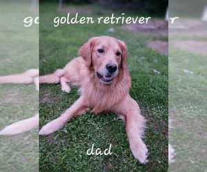Father of the Golden Labrador puppies born on 05/08/2023