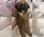 Small Photo #62 Mal-Shi Puppy For Sale in LAKELAND, FL, USA