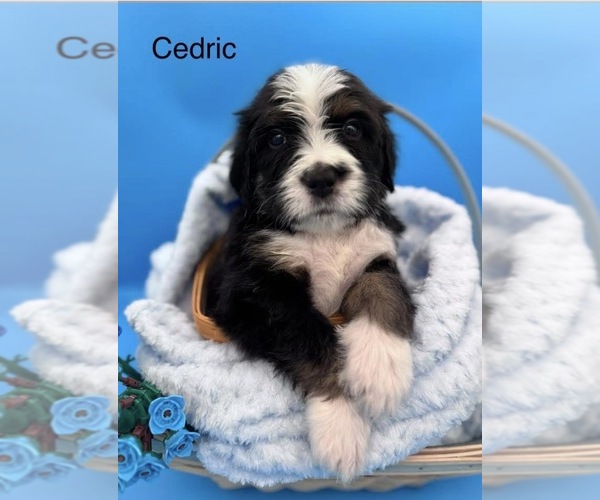 Medium Photo #1 Bernedoodle Puppy For Sale in RAVENSWOOD, WV, USA