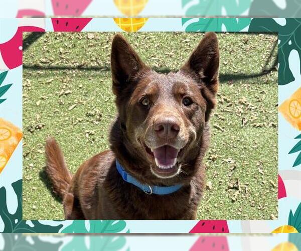 Medium Photo #6 Australian Kelpie Puppy For Sale in Ojai, CA, USA