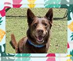 Small #5 Australian Kelpie